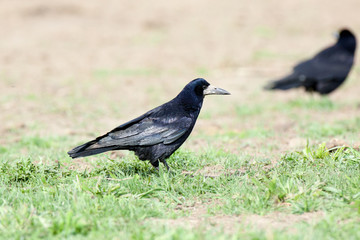 Corvus frugilegus, Rook.