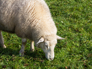 Naklejka na ściany i meble Schaf auf der Weide