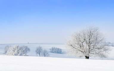 winter landscape