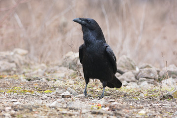 Common Raven