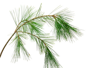 branch of the pine