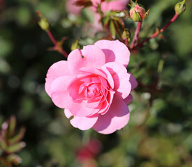 Roses in the garden