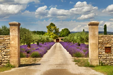 Deurstickers Pad met lavendel in de Provence. © olga demchishina