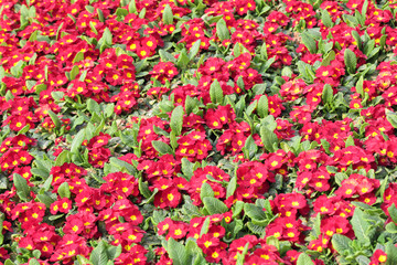 Red Primula