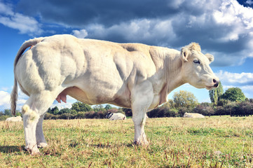 White cow grazing at summer field