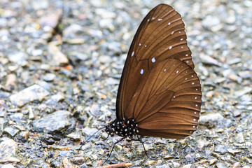 Beautiful Butterfly on ground