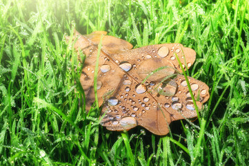 Closeup of oak leaf on green grass