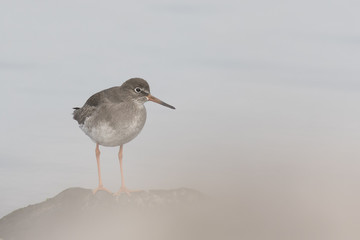 Resting on shore