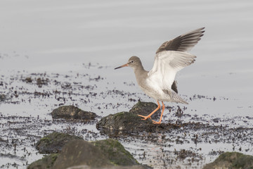 Waterbird flapping his wings