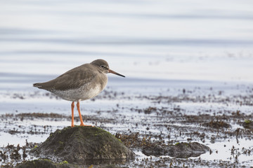 Resting on shore