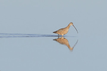 Long Billed Curlew Wading with Wake and Reflection