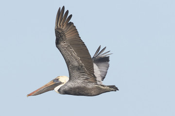 Brown Pelican in Flight
