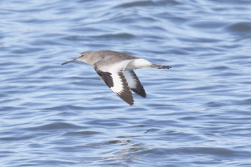 Willet Bird in Flight