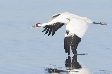 Whooping Crane in Flight with Wing in Water and Reflection