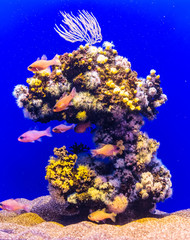 Fototapeta na wymiar Freshwater blue aquarium with plants and fishes.