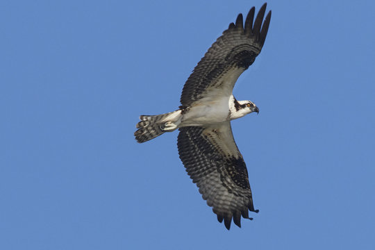 Osprey in Flight against Blue Sky