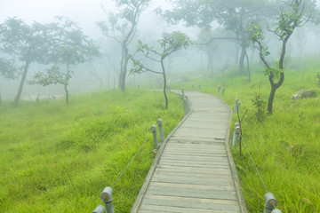 Wooden bridge walkway