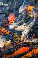 Lots of colorful hungry koi fishes.