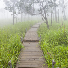 Wooden bridge walkway