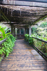 Wooden pathway in tropical rain forest.