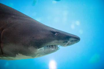 Great white shark in the depths of the sea.