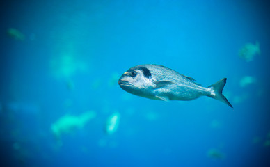 Obraz na płótnie Canvas Tropical fish in the depths of the sea.