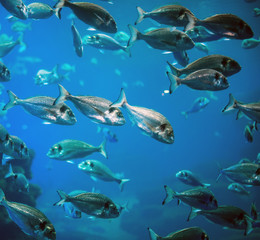 Naklejka premium Plenty of fish in the depths of the sea.