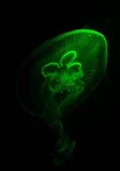 Obraz premium Close-up of green jellyfish in aquarium.