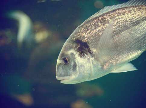 Tropical fish in the depths of the sea.