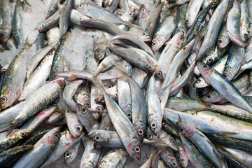 Plenty of frozen fish on the market. Horizontal.