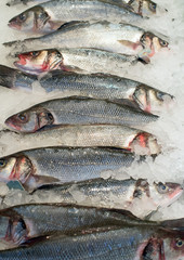 Obraz premium Frozen fish on the market.