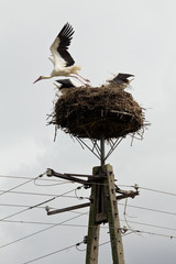 Fototapeta premium Storks sit in the nest on a pole