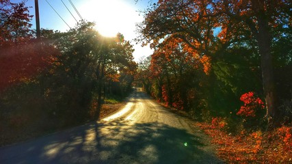 Fall foliage 4