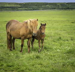 Fototapeta premium Mare and Foal