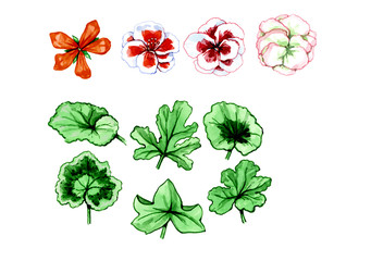 Types and forms of leaves and flowers. Botany