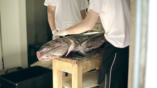 Fish production guys undress a body of big swordfish