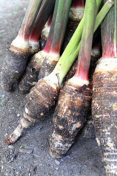 Taro-Pentecost-Vanuatu
