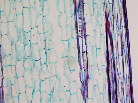 Corn stem micrograph