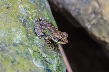 Frog on a wet stone