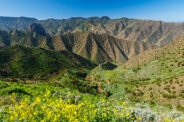 Flowers in mountain valley, Agulo, La Gomera, Spain
