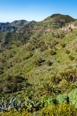 Mountains landscape with palm trees, La Gomera island, Spain