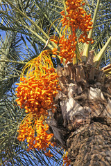 Close-up date palm tree with dates