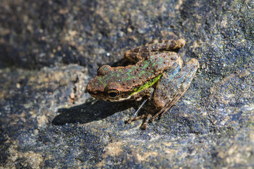 Frog on a wet stone