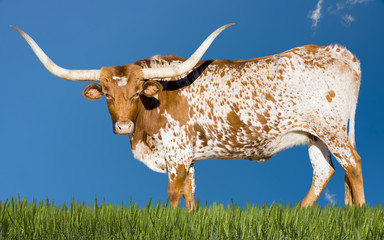 Longhorn Cow - 73991196