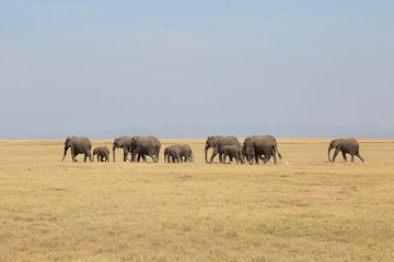Fototapeta na wymiar Elefantenherde