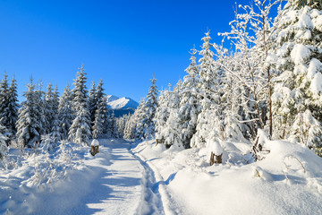 Winter landscape of Rusinowa polana, Tatra Mountains, Poland © pkazmierczak