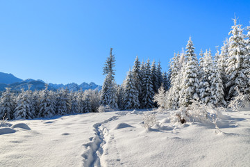 Fototapeta na wymiar Winter landscape of Rusinowa polana, Tatra Mountains, Poland