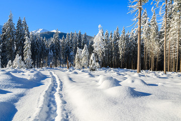 Winter landscape of Rusinowa polana, Tatra Mountains, Poland