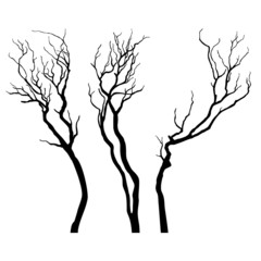 Bare branches isolated on white background - 73992397