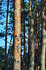Pine forest on a sunny day